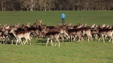 Dublin, İrlanda, Phoenix Park'ta geyik sürüsü en büyük şehir parkları 1750 dönüm büyüklükte Avrupa'da duvarlı