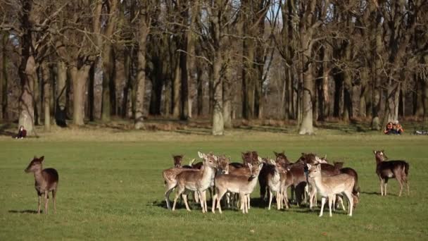 Una Manada Ciervos Phoenix Park Dublín Irlanda Uno Los Parques — Vídeo de stock