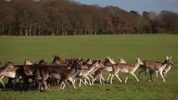 Una Manada Ciervos Phoenix Park Dublín Irlanda Uno Los Parques — Vídeos de Stock