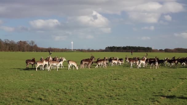 Dublin Rlanda Phoenix Park Geyik Sürüsü Büyük Şehir Parkları 1750 — Stok video