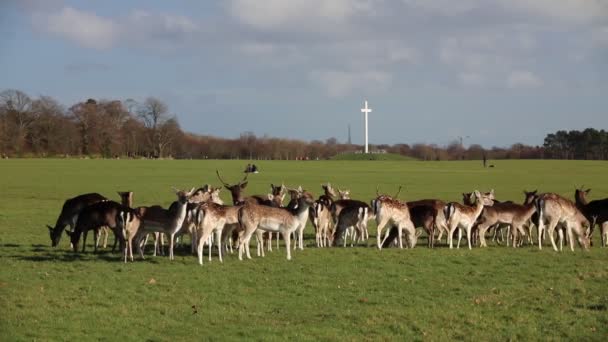 Dublin Rlanda Phoenix Park Geyik Sürüsü Büyük Şehir Parkları 1750 — Stok video