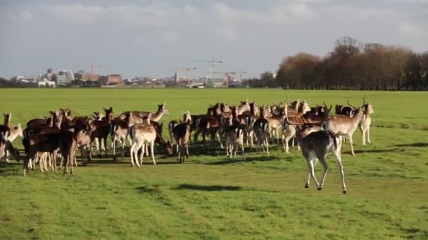 Una Manada Ciervos Phoenix Park Dublín Irlanda Uno Los Parques — Vídeo de stock