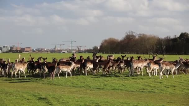 Una Manada Ciervos Phoenix Park Dublín Irlanda Uno Los Parques — Vídeo de stock