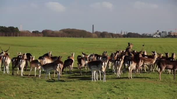 Una Manada Ciervos Phoenix Park Dublín Irlanda Uno Los Parques — Vídeos de Stock