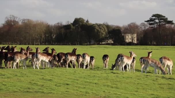 Una Manada Ciervos Phoenix Park Dublín Irlanda Uno Los Parques — Vídeos de Stock