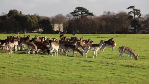 Dublin Rlanda Phoenix Park Geyik Sürüsü Büyük Şehir Parkları 1750 — Stok video