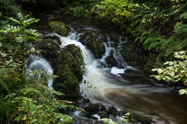 güzel bir manzara ile çevrili orman akarsu