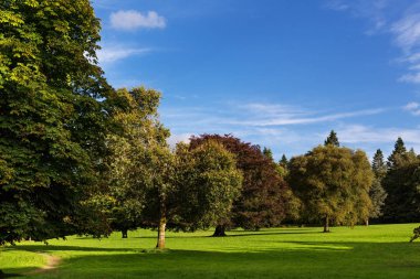 Bahar zaman olgun bir parkta ortasında güzel güneşli glade