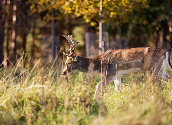 Imagem Perto Veado Vermelho Pastando Phoenix Park Dublin Irlanda Caracterizado — Fotografia de Stock