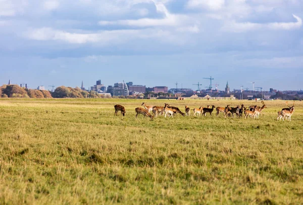 Vilda Irländska Djur Flock Vilda Hjortar Som Strövar Och Betar — Stockfoto