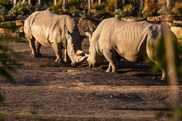 Twee Neushoorns Gevechten Stof Bij Zonsondergang Dierentuin Van Stad Van — Stockfoto