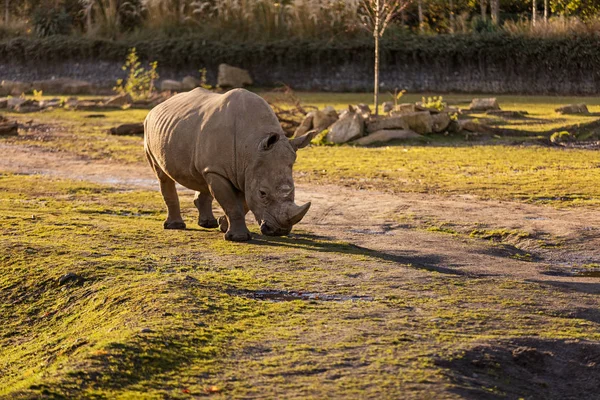 Rinoceronte Pôr Sol Dublin City Zoo Irlanda — Fotografia de Stock