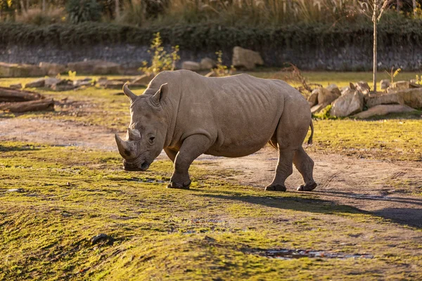 A rhino in dust at sundown in Dublin City Zoo, Ireland