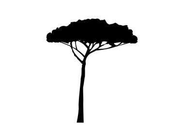 Deniz Çam ağacı, Pinus Pinaster Akdeniz bitkisi, beyaz arka planda izole edilmiş vektör. 