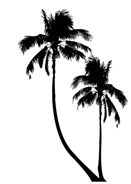 Tropical palm trees, black silhouette and outline contours, vector isolated transparent or white background — Stock Vector