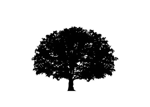 樫の木のベクトルのロゴの図 分離されたツリーのシルエットをベクターまたは白の背景 — ストックベクタ