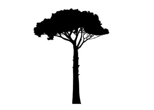 Maritieme Dennenboom Pinus Pinaster Mediterrane Plant Vector Geïsoleerd Witte Achtergrond — Stockvector