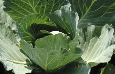 lahana hasat. Beyaz lahana elinde