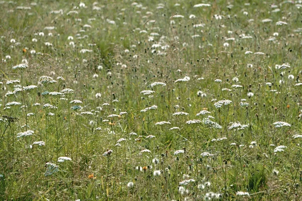 青空の下で緑豊かな芝生フィールドの背景イメージ — ストック写真