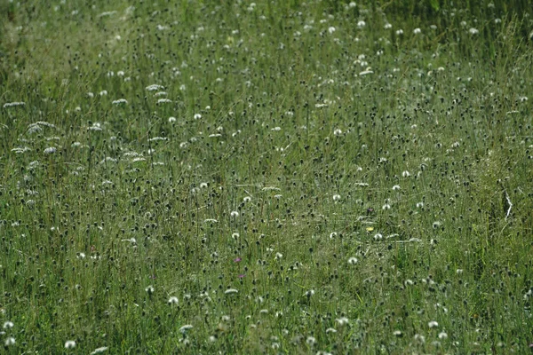 青空の下で緑豊かな芝生フィールドの背景イメージ — ストック写真