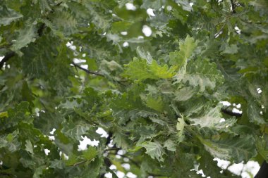 birçok yeşil meşe yaprakları