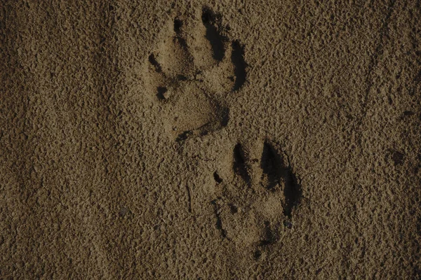Λεπτομέρεια Από Ένα Πόδι Εκτύπωσης Στην Άμμο — Φωτογραφία Αρχείου