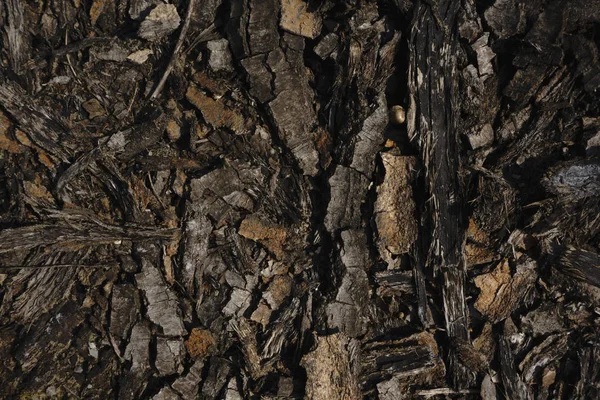 Árvore Escura Casca Textura — Fotografia de Stock