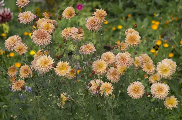 淡いオレンジ色の花のテクスチャ — ストック写真