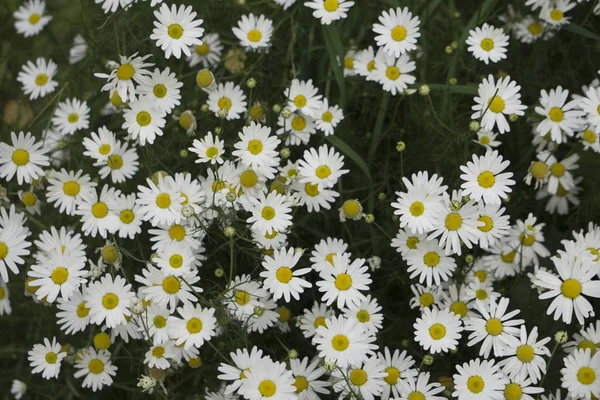 Beautiful Flower Daisy Background — Stock Photo, Image