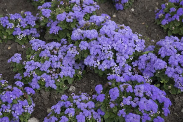 新鮮な花 庭の装飾の路上で花をクローズ アップ — ストック写真