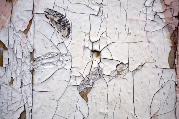 arka plan beyaz boya duvar üzerinde eski bir peeling,