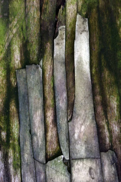 close up abstract old wood fossil become stone texture for background .