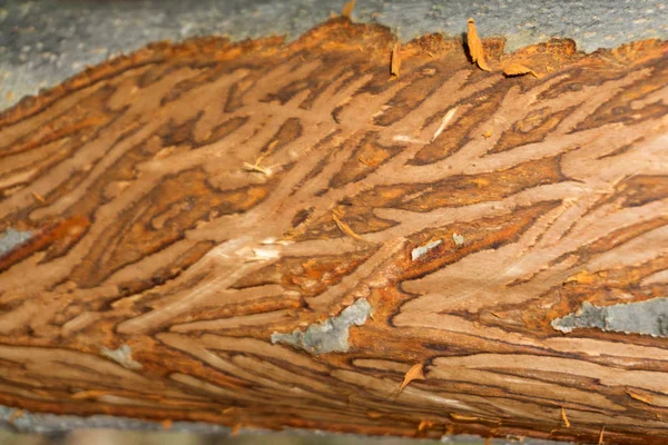 Textur Eines Baumes Der Von Würmern Gefressen Wird — Stockfoto