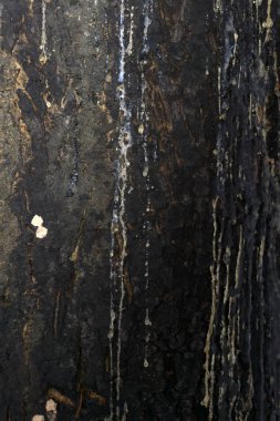 bir ağaç akan reçine iğne