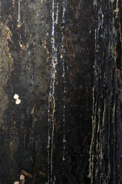 bir ağaç akan reçine iğne