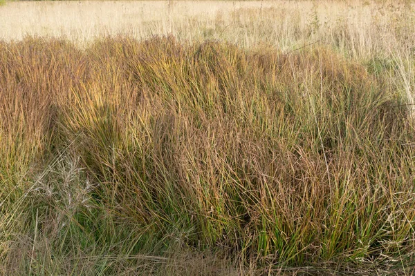 Grasland Auf Den Bergen Herbst — Stockfoto