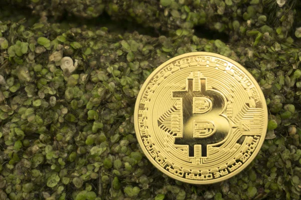 bitcoin yeşil bataklık