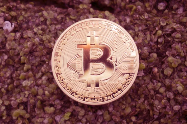 Bitcoin Pantano Verde — Foto de Stock