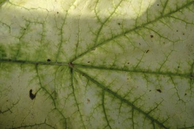 Makro fotoğraf yaprak desen