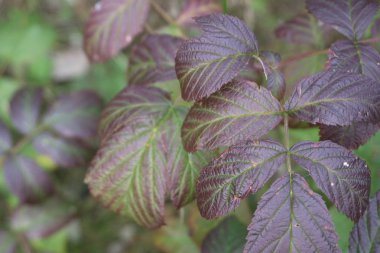 Burgundy ahududu yaprakları