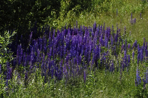 Sommer Ländliche Landschaft Mit Lila Blumen Auf Einer Wiese Und — Stockfoto