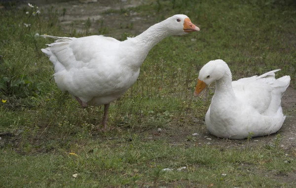 sokakta iki kaz Anasayfa