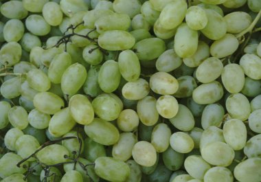 Kırmızı şaraplık üzüm şarap üzüm kara üzüm mavi arka plan