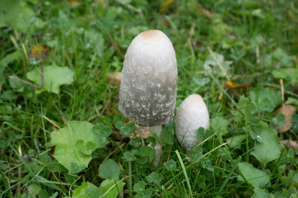 Medicinal mushroom \