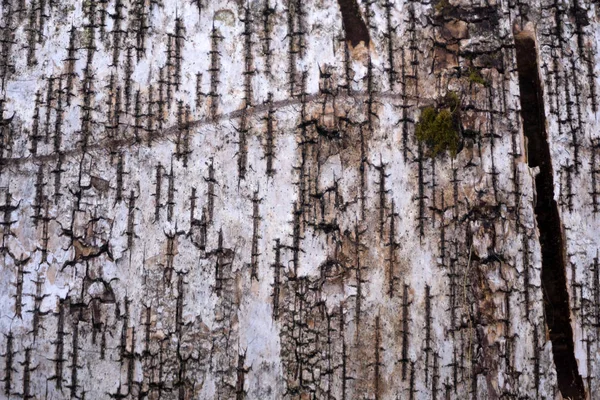 Birch Bark Natural Texture Paper Background Closeup Birch Tree Pattern — Stock Photo, Image