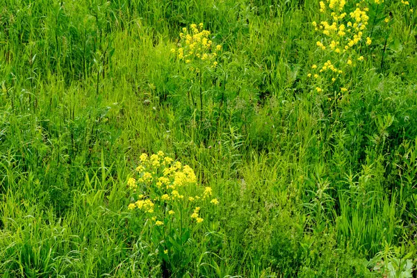 美しい庭の花夏の草と花の背景 — ストック写真