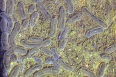 Bakteriler mikroplar bakteriyel ve koloni bakteri Salmonella