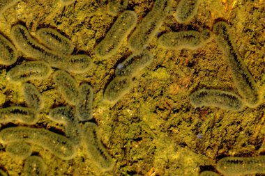 Farklı renkli bakteri kolonileri agar plaka üzerinde büyüyen