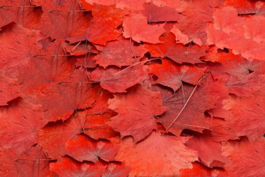 Sonbahar. Çimenlerin üzerinde çok renkli akçaağaç yaprakları var.