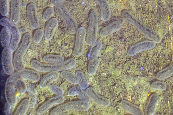 Bactéries Germes Bactéries Colonies Bactéries Salmonella — Photo